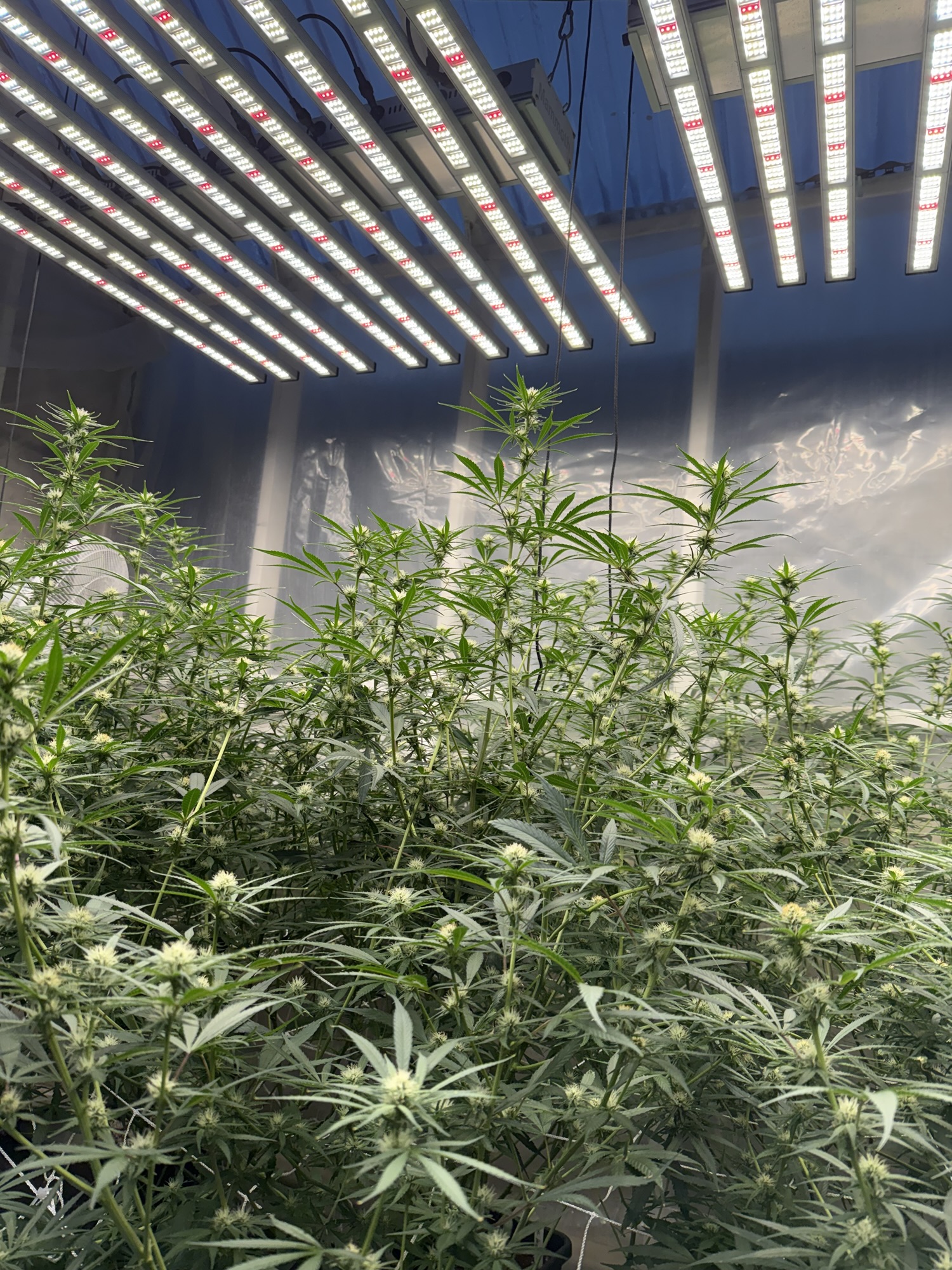 NYC Haze Small batch focused sheds