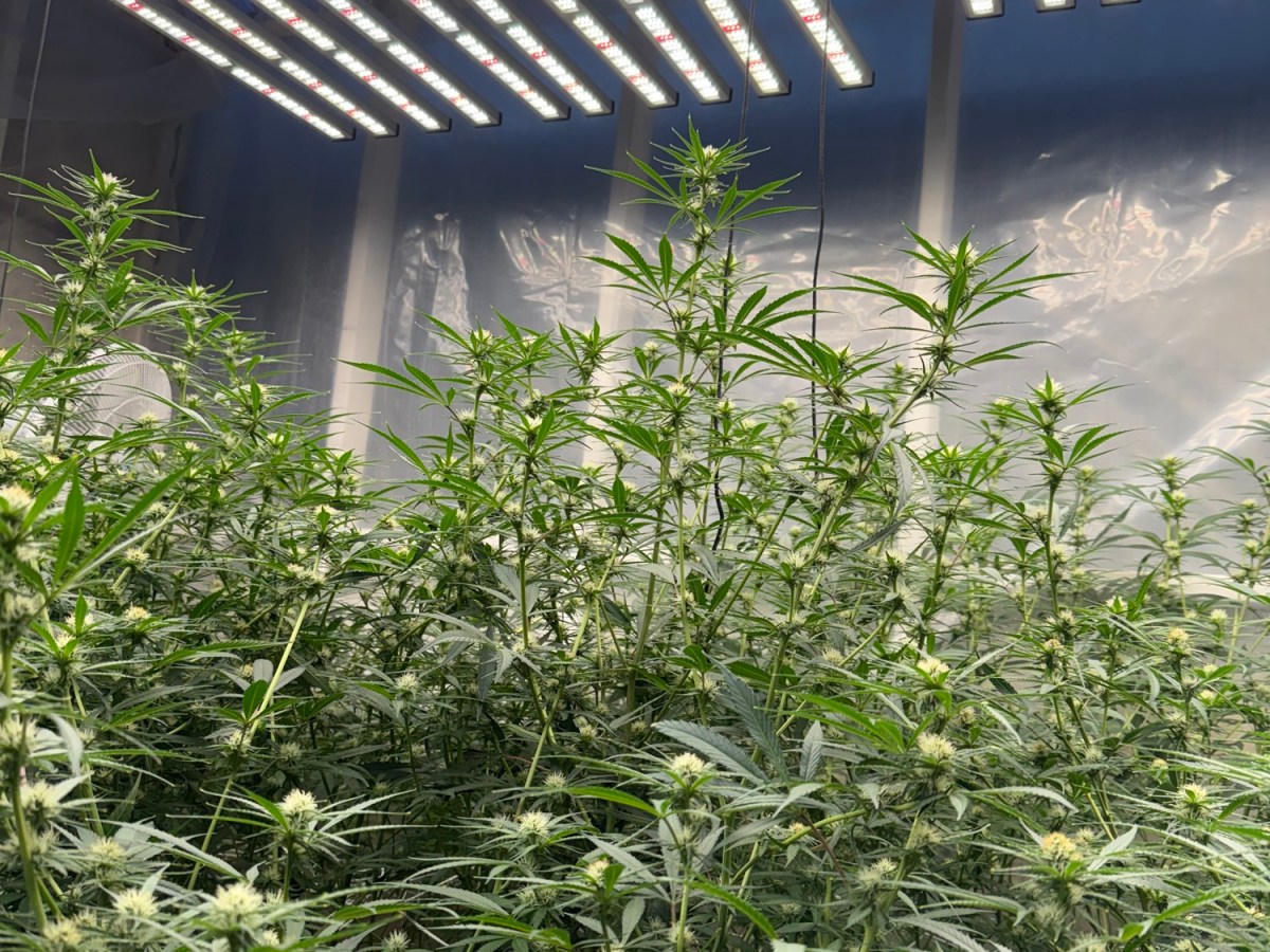 NYC Haze Small batch focused&nbsp;sheds